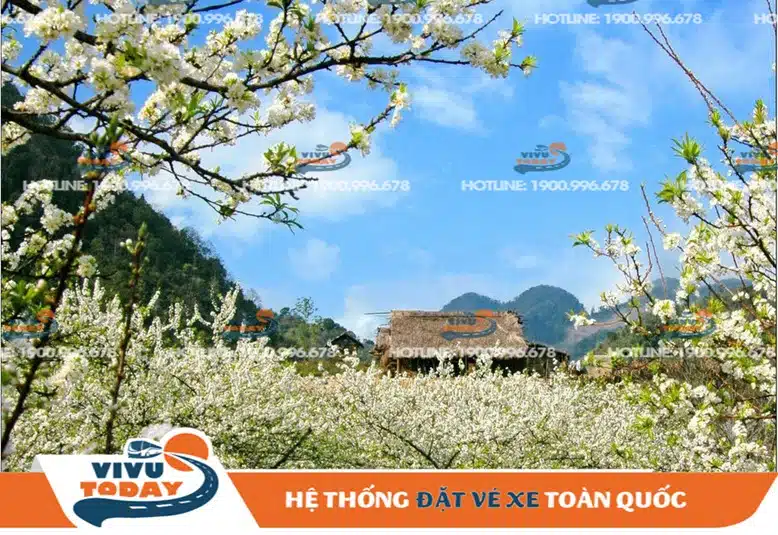 mua-hoa-ban-no-dien-bien Mùa hoa Ban nở Điện Biên