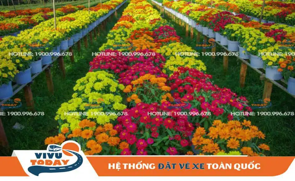 Hình ảnh Làng hoa Sa Đéc