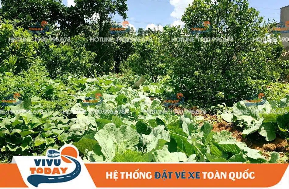 san-homestay-duc-trong Vườn rau