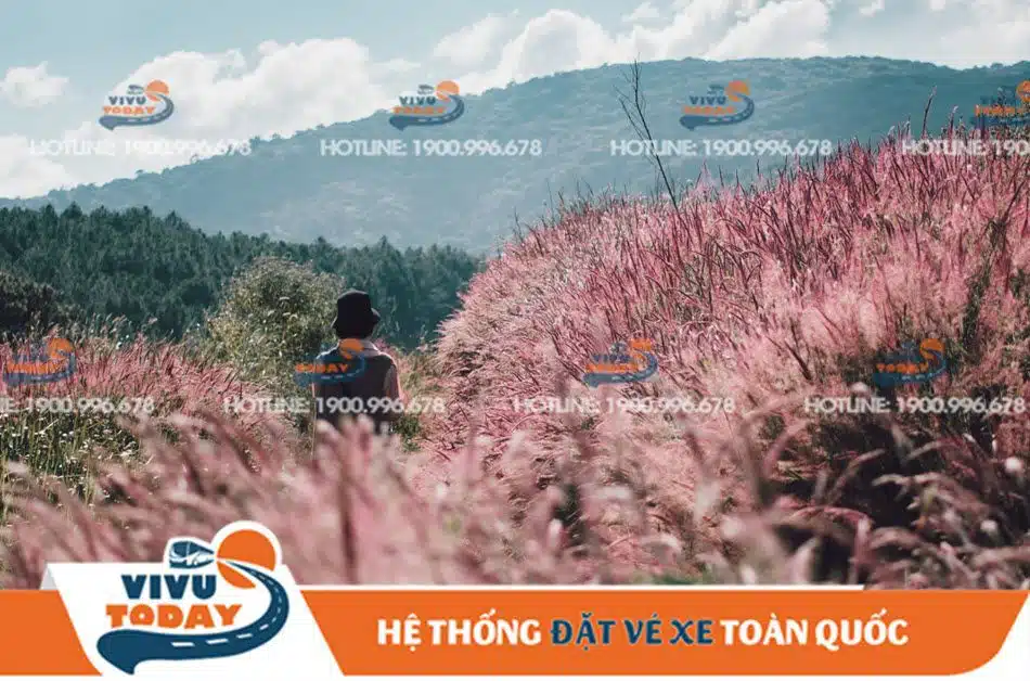 doi-co-hong-duc-trong Đồi cỏ lau hồng Đức Trọng Lâm Đồng