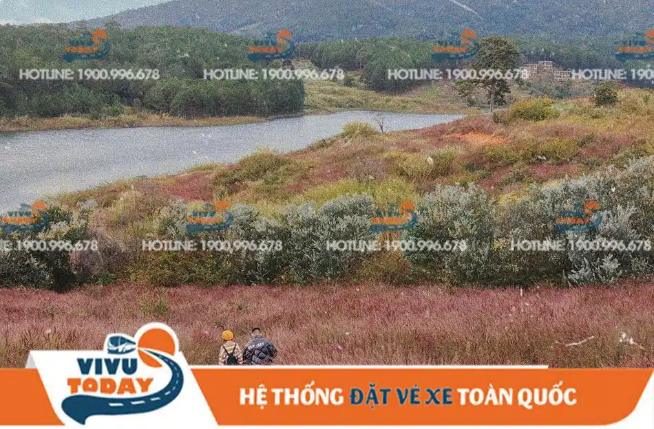 doi-co-hong-duc-trong Đồi cỏ lau hồng Đức Trọng Lâm Đồng