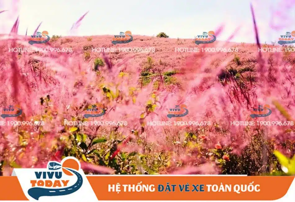 co-lau-hong-duc-trong Cỏ lau hồng Đức Trọng