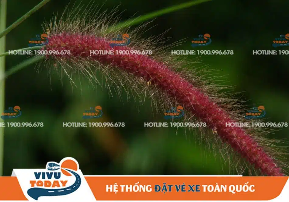 co-lau-hong-duc-trong Cỏ đuôi chồn Đức Trọng