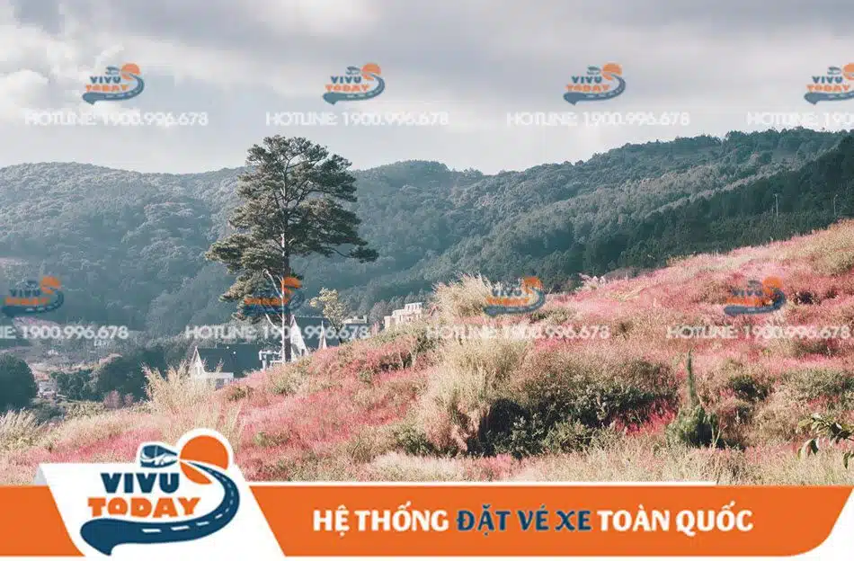 doi-co-hong-duc-trong Đồi cỏ lau hồng Đức Trọng