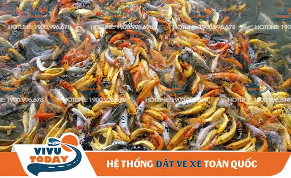 truc-lam-vien-duc-trong Cá Koi tại Trúc Lâm Viên Đức Trọng