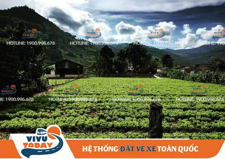 lang-ga-Darahoa-K'Long-duc-trong Làng Gà Darahoa K'Long Đức Trọng