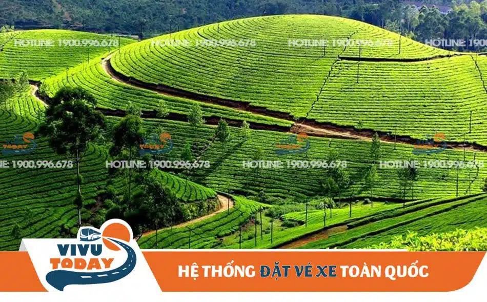 Đồi chè Thái Nguyên