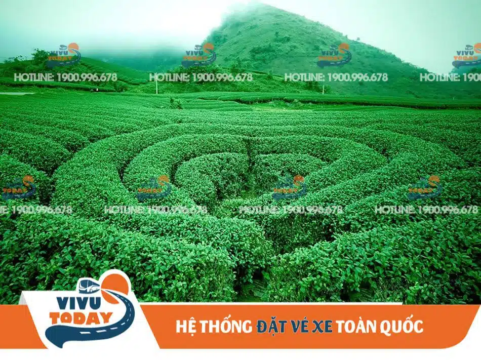 Đồi chè trái tim - Sơn La Đồi chè trái tim - Sơn La