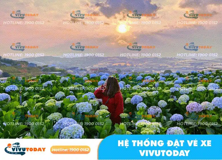 hoa-cam-tu-cau-da-lat Hoa Cẩm Tú Cầu - Đà Lạt