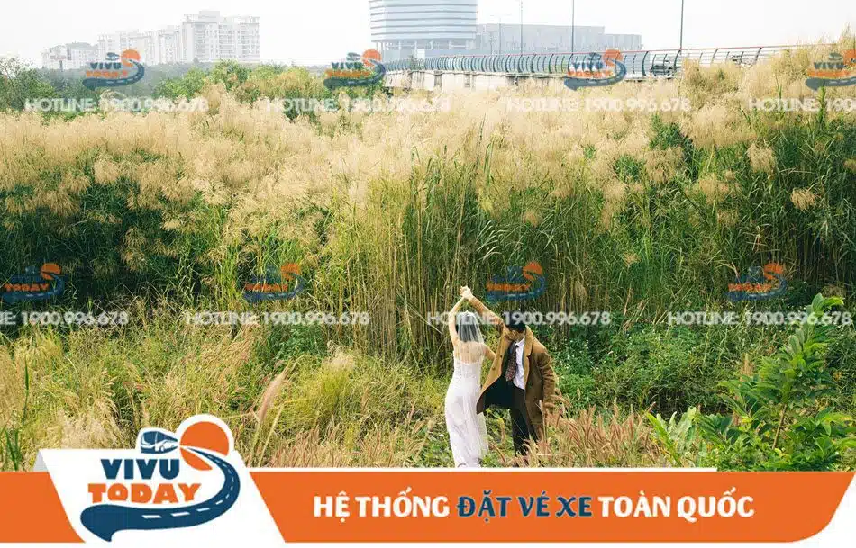 canh-dong-co-lau-quan-2-sai-gon Lưu giữ kỷ niệm với cỏ bông lau