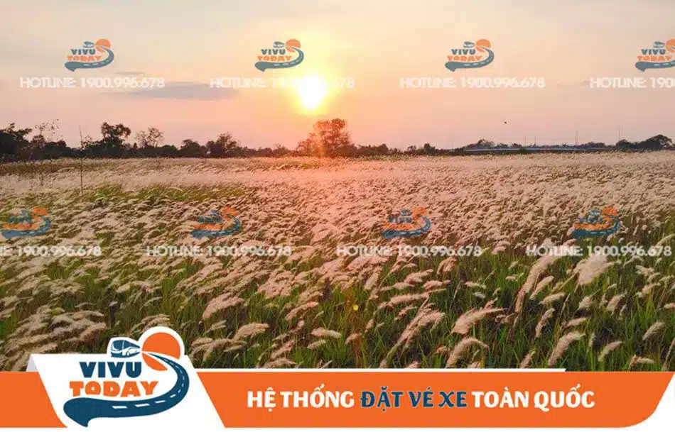 canh-dong-co-lau-quan-2-sai-gon Cánh đồng cỏ lau quận 2 Sài Gòn