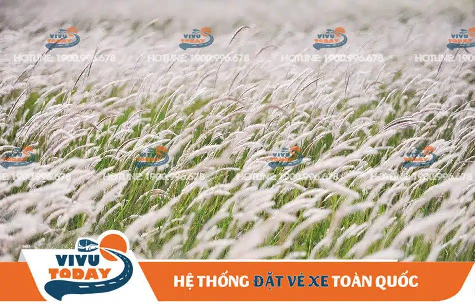 canh-dong-co-lau-quan-2-sai-gon Cánh đồng lau trắng