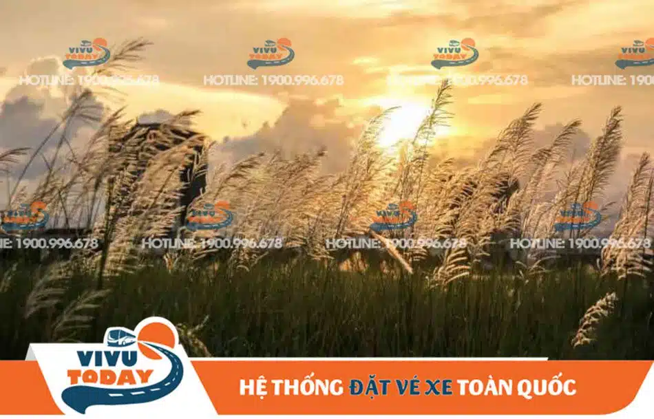 canh-dong-co-lau-quan-2-sai-gon Đón nắng trên cánh đồng cỏ lau
