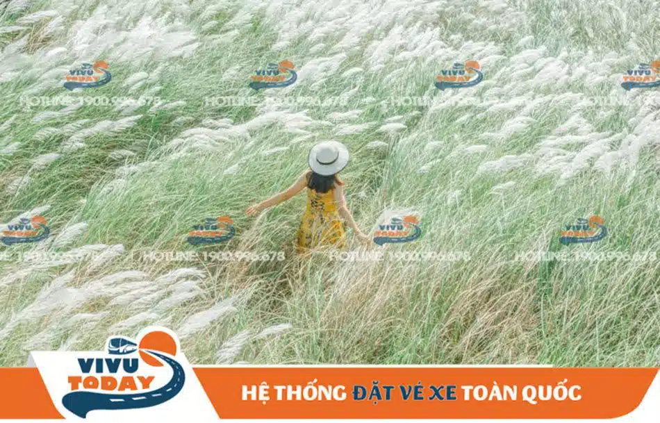canh-dong-co-lau-quan-2-sai-gon Hòa mình giữa những bông cỏ lau mềm mại