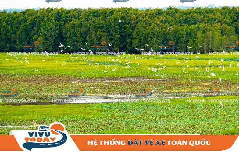 vuon-quoc-gia-tram-chim Vườn Quốc gia Tràm Chim - Đồng Tháp