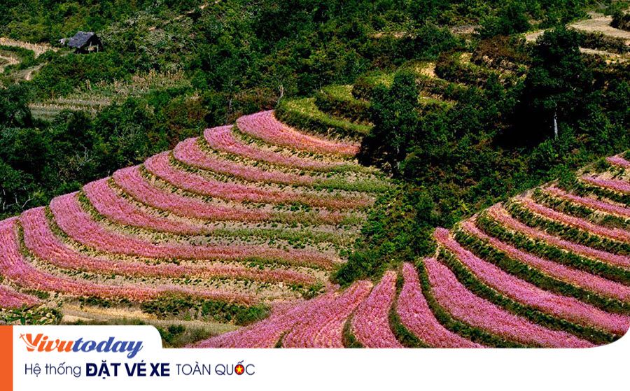 Vẻ đẹp của Hoa Tam Giác - Hà Giang