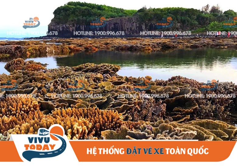 Những rạng san hô sắc màu ở Gành Yến - Quảng Ngãi
