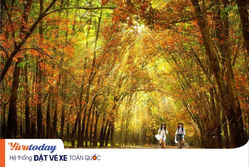Rừng cao su Bù Đăng - Sắc vàng đẹp tựa trời Tây