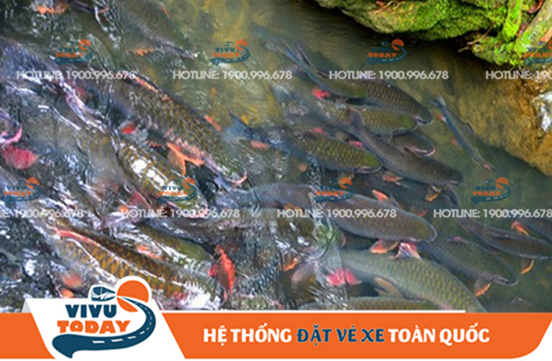 Suối cá thần Cẩm Lương - Thanh Hóa