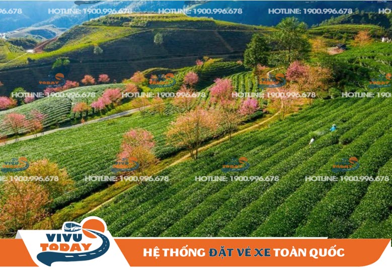 doi-che-o-long-sapa Đồi chè Ô Long - Sapa