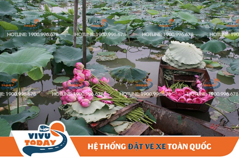 mua-sen-dong-thap Mùa sen Đồng Tháp