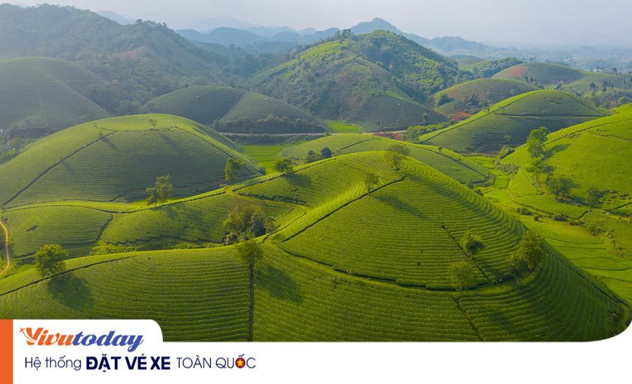 Đồi chè Long Cốc - Phú Thọ