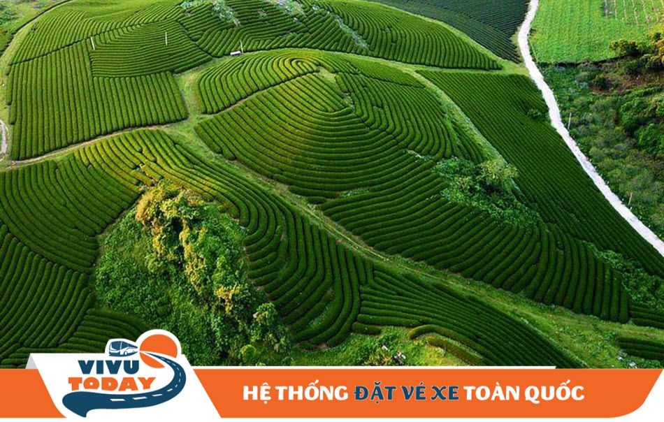 Đồi chè Mộc Châu - Sơn La