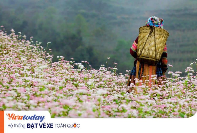 Nhìn ngắm "Hoa tam giác mạch" Cao Bằng