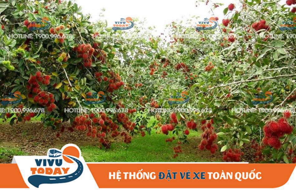Du lịch vườn trái cây Đồng Nai
