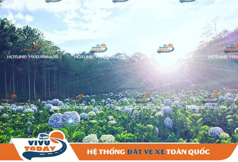 cam-tu-cau-da-lat Hoa Cẩm tú cầu - Đà Lạt