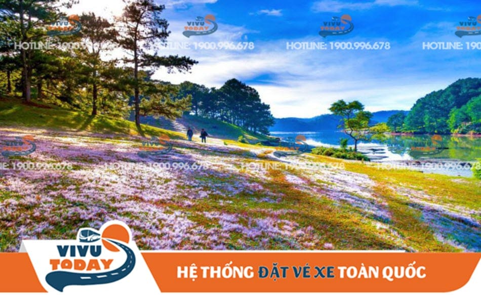 canh-dong-co-hoa-da-lat Cánh đồng cỏ hoa Đà Lạt