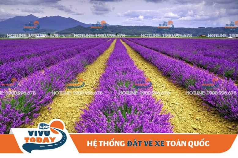 Cánh đồng hoa Lavender Đà Lạt - Lâm Đồng