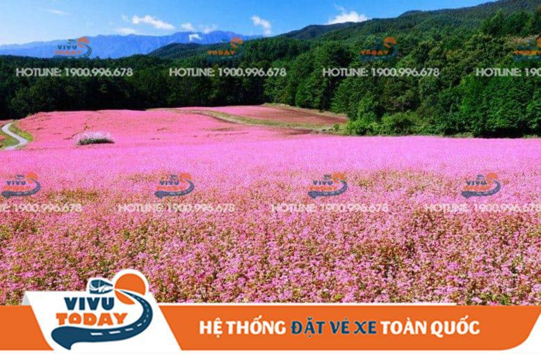 Cánh đồng hoa Tam Giác Mạch Hà Giang