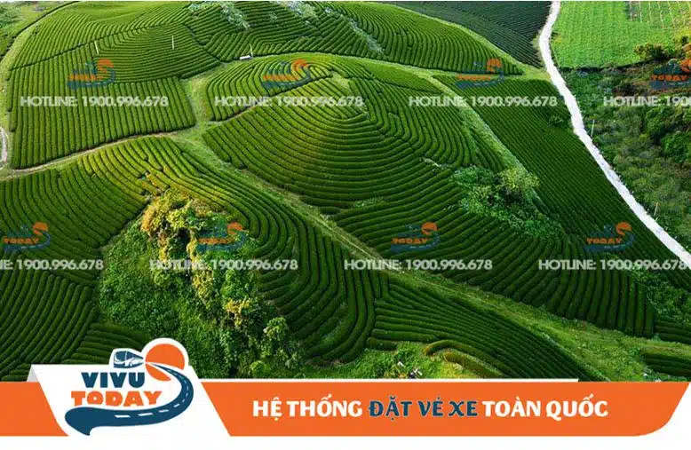 Đồi chè Mộc Châu - Sơn La