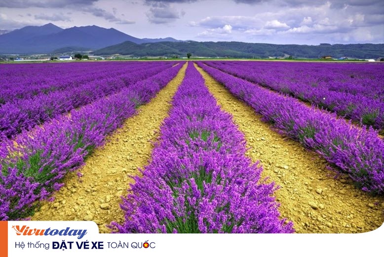 canh-dong-hoa-lavender-da-lat Cánh đồng hoa Lavender Đà Lạt