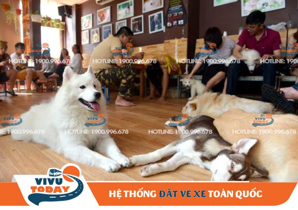 Vui đùa cùng thú cưng tại Quán Cafe Tea&pets - Sài Gòn