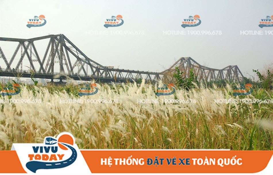 Mùa cỏ lau - nét dịu dàng của cầu Long Biên