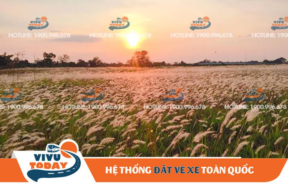 Cánh đồng cỏ lau quận 2 Sài Gòn