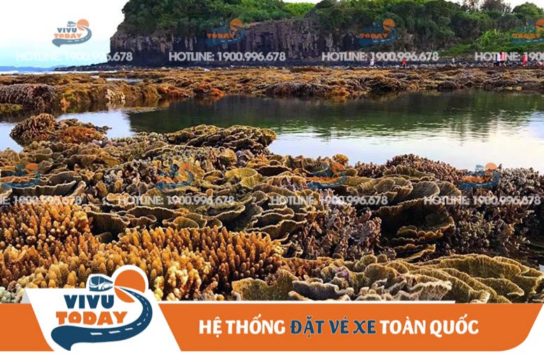 Những rạn san hô sắc màu ở Gành Yến - Quảng Ngãi