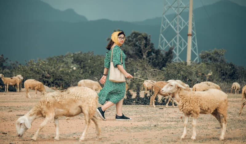 Đồng cừu An Hòa
