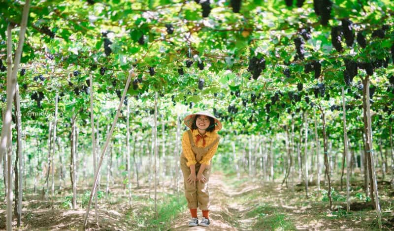 Vườn nho Thái An