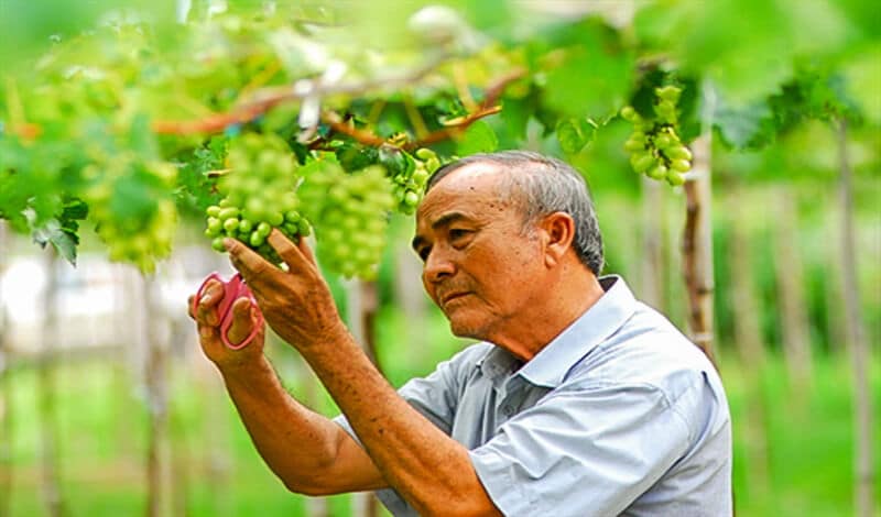 Vườn nho Ba Mọi