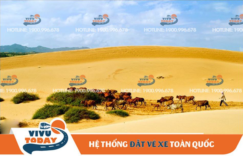Đồi cát Nam Cương Ninh Thuận