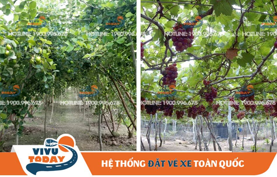 Mùa nho, táo Ninh Thuận